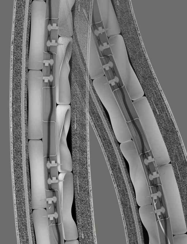 thesis-longitudianl-section-dteail